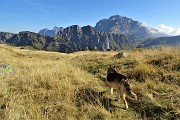 85 Piacevole camminare sui pratoni giallo-oro del pianoro di Monte Campo 
